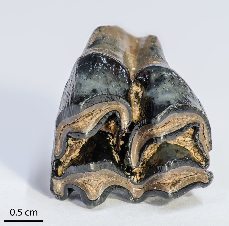 Kies van een rendier